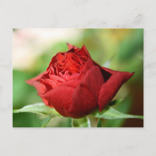 Red Rose Post Kaart
