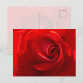 Red Rose Postcard Briefkaart (Voorkant / Achterkant)