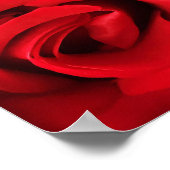 Red Rose Poster (Hoek)