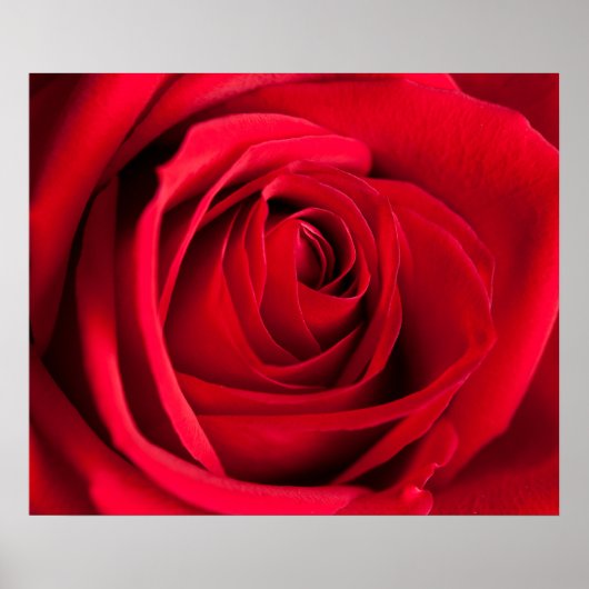 Red Rose Poster (Voorkant)