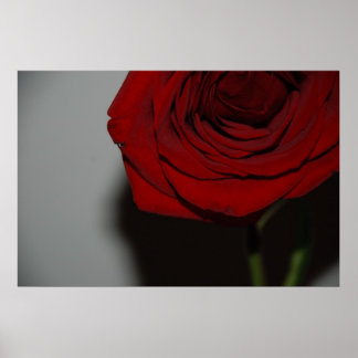 Red Rose Poster