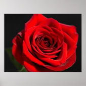 Red Rose Poster (Voorkant)