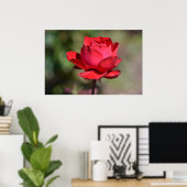 Red Rose Poster (Thuiskantoor)