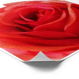 Red Rose Poster
