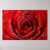Red Rose Poster (Voorkant)