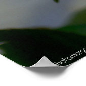 Red Rose Poster (Hoek)