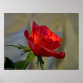 Red Rose Poster (Voorkant)