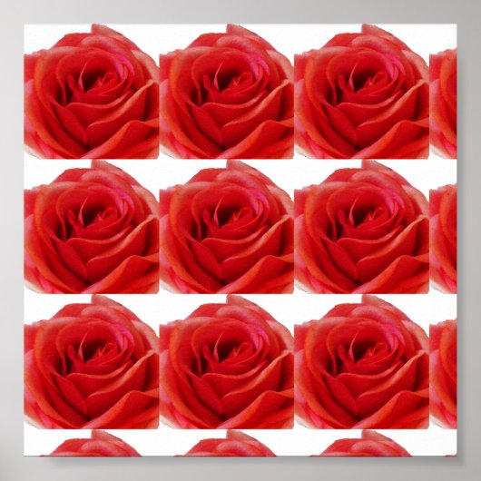 Red Rose Poster (Voorkant)