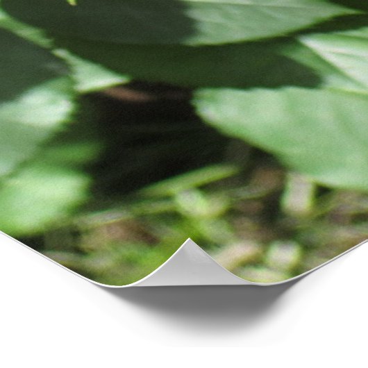 Red Rose Poster (Hoek)