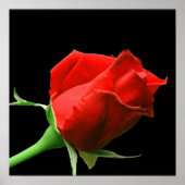 Red Rose Poster (Voorkant)