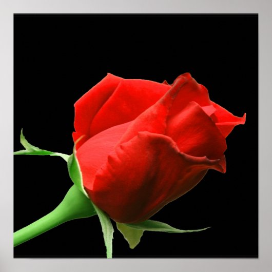 Red Rose Poster (Voorkant)