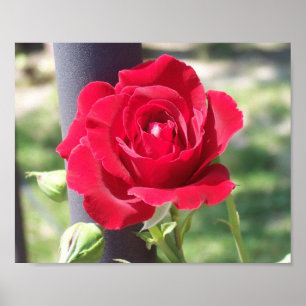RED ROSE POSTER