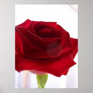 Red Rose Poster