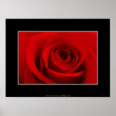 Red Rose Poster (Voorkant)