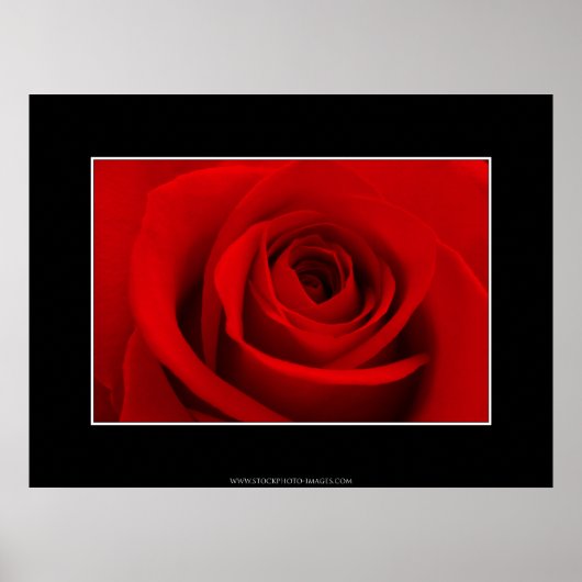 Red Rose Poster (Voorkant)