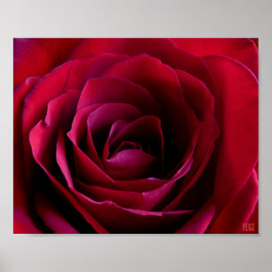 Red Rose Poster — Afdruk prachtige, langwerpige Ar