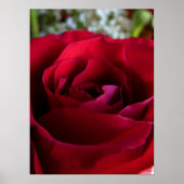 Red Rose Poster — Afdruk prachtige, langwerpige Ar (Voorkant)