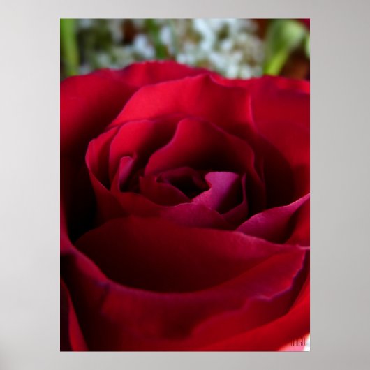 Red Rose Poster — Afdruk prachtige, langwerpige Ar (Voorkant)