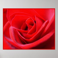 Red Rose Poster — Afdruk prachtige, langwerpige Ar