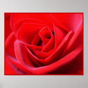 Red Rose Poster — Afdruk prachtige, langwerpige Ar