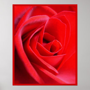 Red Rose Poster — Afdruk prachtige, langwerpige Ar