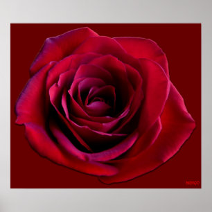 Red Rose Poster — Afdruk prachtige, langwerpige Ar