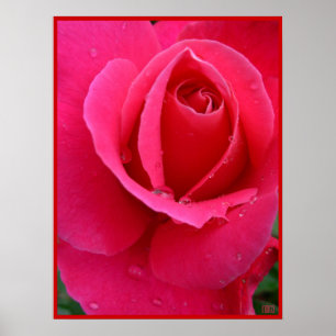 Red Rose Poster — Afdruk prachtige, langwerpige Ar