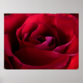 Red Rose Poster — Afdruk prachtige, langwerpige Ar (Voorkant)