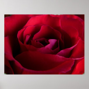 Red Rose Poster — Afdruk prachtige, langwerpige Ar