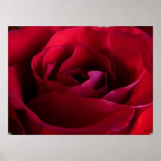 Red Rose Poster — Afdruk prachtige, langwerpige Ar (Voorkant)