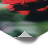 Red Rose Poster Print (Hoek)