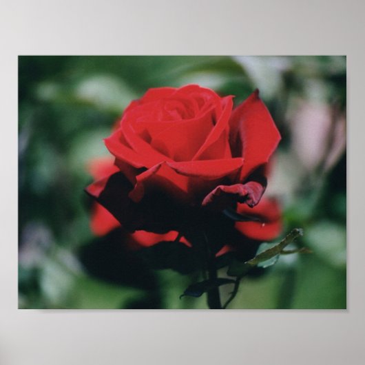 Red Rose Poster Print (Voorkant)