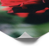 Red Rose Poster Print (Hoek)
