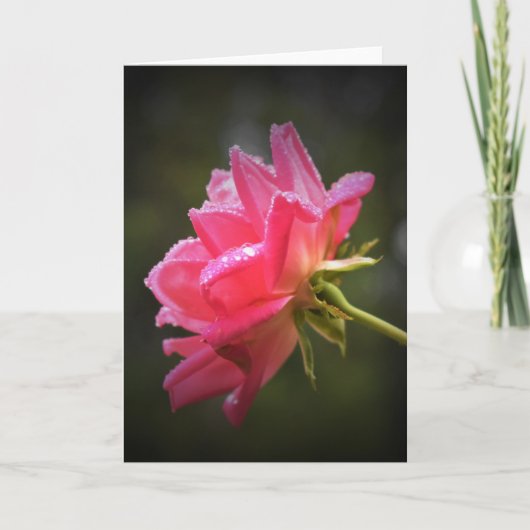 Red Rose & Raindrops, kaart (Voorkant)