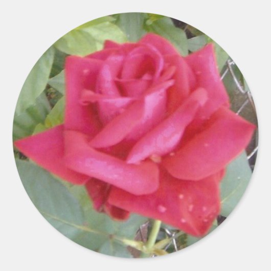 Red Rose Ronde Sticker (Voorkant)