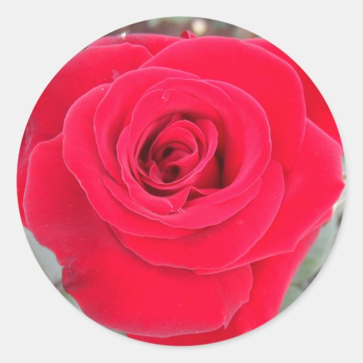 Red Rose Ronde Sticker (Voorkant)