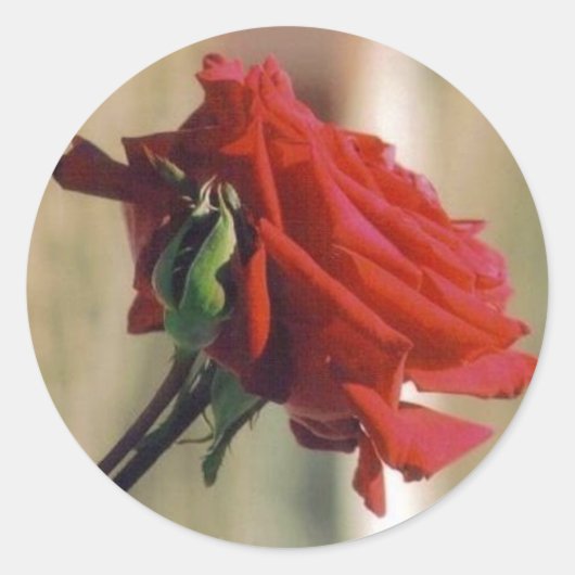 Red Rose Ronde Sticker (Voorkant)