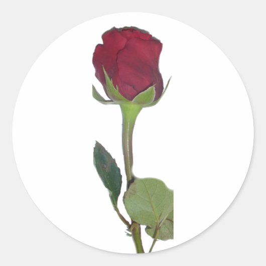 Red Rose Ronde Sticker (Voorkant)