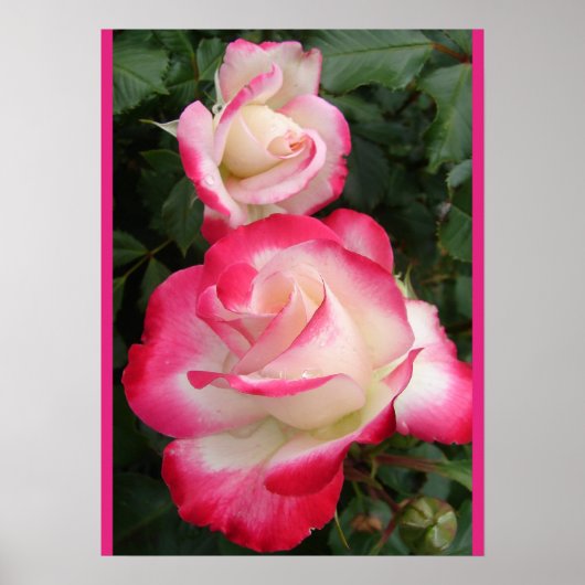 Red Rose Roses Floral Flower Garden Poster (Voorkant)