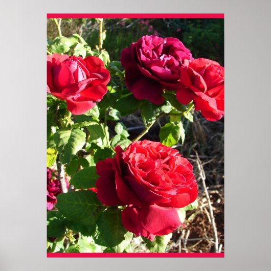 Red Rose Roses Flower Floral Garden Eugene Furst Poster (Voorkant)