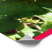 Red Rose Roses Flower Floral Garden Eugene Furst Poster (Hoek)