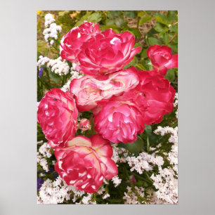 Red Rose Rozen White Floral Flower Garden Poster