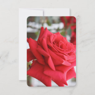 Red Rose Schots Gedicht Verjaardag Kaart