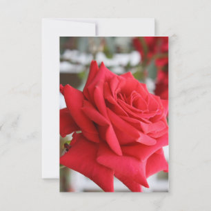 Red Rose Schots Verjaardag Kaart Gedicht