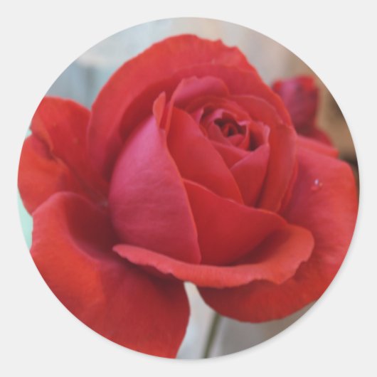 Red Rose Sticker (Voorkant)