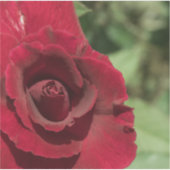 Red Rose Sticker (Voorkant)