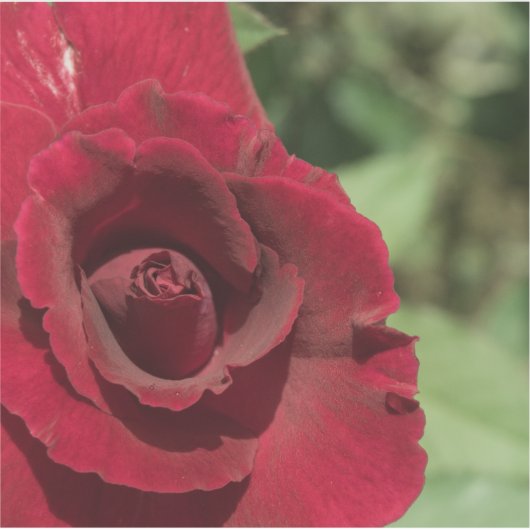 Red Rose Sticker (Voorkant)