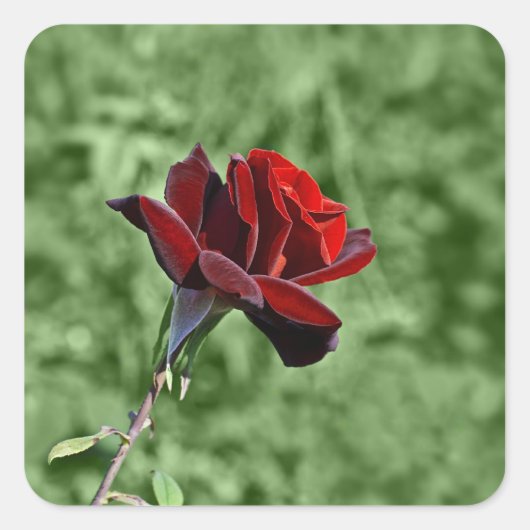 Red Rose Sticker (Voorkant)