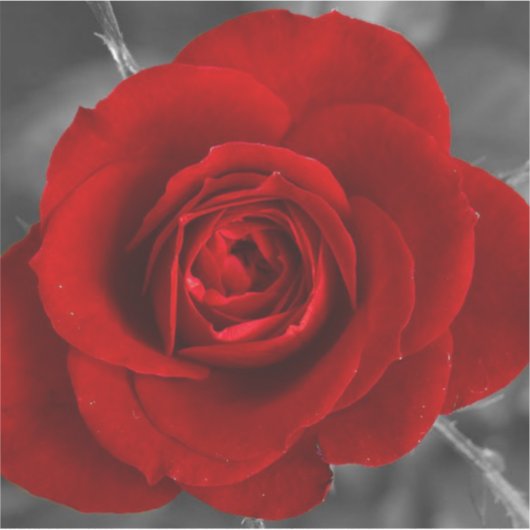 Red Rose Sticker (Voorkant)