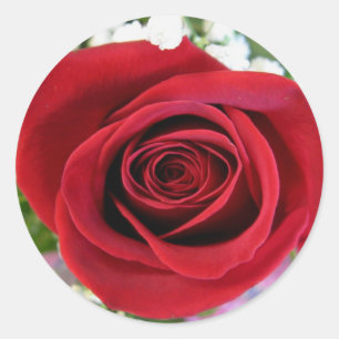Red Rose Stickers